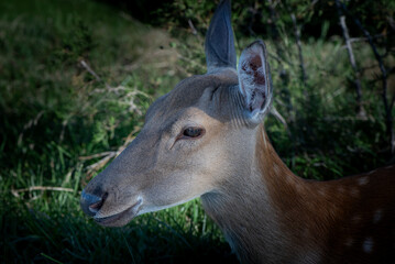 The photo shows a young roe deer in profile against a green forest background. Its ears are alert, and it looks calm. Soft light falls on its face, highlighting the fur's details.