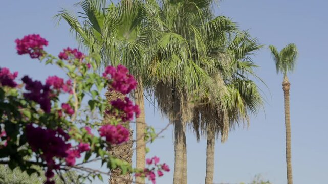 This video shows a tree trimmer inside of dead palms cutting leaves from a palm tree and letting them fall to the ground. 