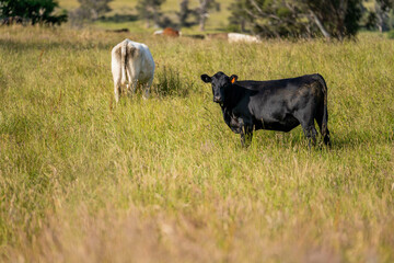 wagyu angus cows Mixed Herd of Healthy Beef Cattle Grazing on Lush Green Pasture. Regenerative...