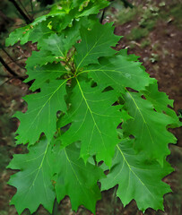 A young oak tree growing on the forest floor in closeup