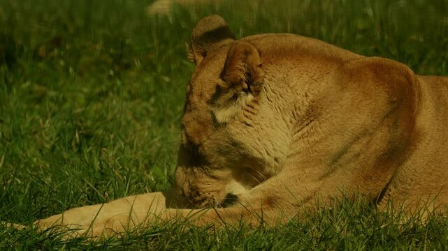 Close-up of a lioness licking her paws in a zoo enclosure. Wind stirs the grass as she grooms calmly. Captured with full property release for commercial use.