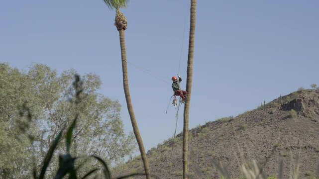 This video shows a brave tree trimmer repelling from one tall palm tree to another with a blue sky and mountainous landscape in the background.