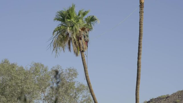 This video shows a tree trimmer, high up in a palm tree, throwing cut palm leaves to the ground. 