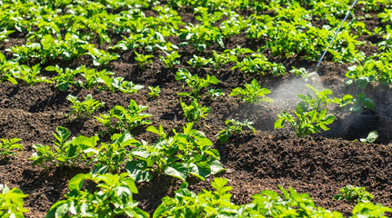 Spraying potatoes against Colorado potato beetles. Selective focus.