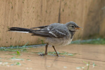 Motacilla alba aka White wagtail baby with injured leg. Nature of Czech republic. Old injury caused by predator.