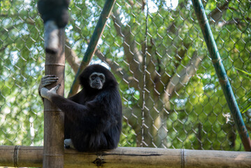 A curious gibbon rests on a bamboo perch inside a sanctuary, its expressive face framed by dark fur and soft white outline
