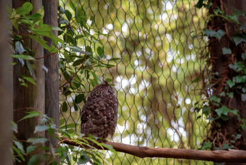 great horned owl
