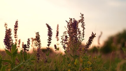 Wildflowers at sunset, Evening meadow with purple blossoms, Peaceful nature landscape, Summer field in golden hour, Tranquil sunset among grasses, Blooming plants in soft sunlight, Serene countryside
