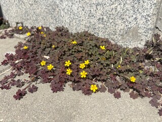 Yellow Oxalis Flowers Growing Along Pavement Edge