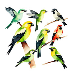 Watercolor Painting of Colorful Birds on Branches - Artistic Bird Illustration - Nature Inspired Art with Vibrant Colors and Delicate Details