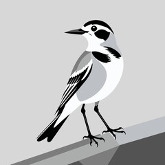 White Wagtail Bird Illustration-Minimalist Bird Art-Black and White Bird Drawing-Modern Bird Graphic-Elegant Bird Design-Vector Bird Image-Bird on a Ledge
