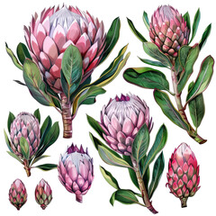 Watercolor Protea Flower Set. Exotic Pink Blooms And Green Leaves, Isolated On White. Botanical Floral Illustration For Cards, Decor.