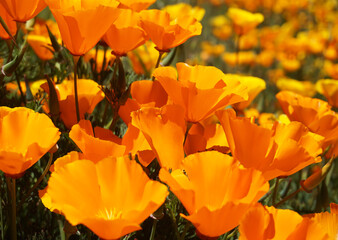 Close up of California poppies or Eschscholzia californica orange yellow flowers blooming in Arafo, Tenerife,Canary Islands,Spain.