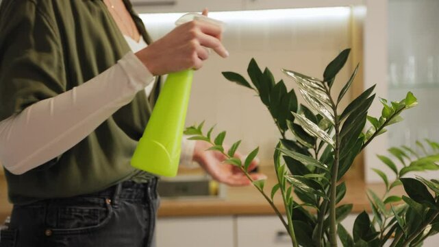 Woman cleaning and taking care of zamioculcas zamiifolia plant