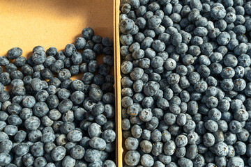 Fresh blueberries in boxes. Organic blueberries in bulk, a vibrant display of summer's natural sweetness. A visual journey through the richness of fresh blueberries.