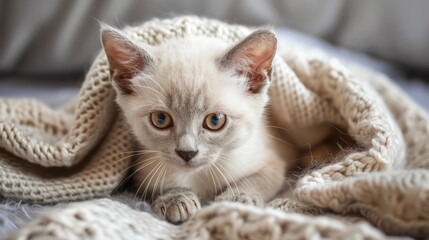 Naklejka premium Cozy Kitten Wrapped in a Soft Knitted Blanket Looking Adorable and Peaceful