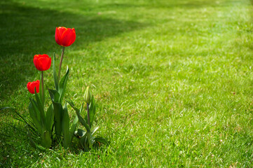 Red tulips on a background of green grass in the garden