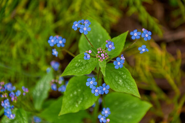 Blue spring flowers. Myosotis sylvatica spring flowering season. Floral background