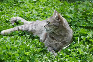 Cute gray cat lies in green clover close-up