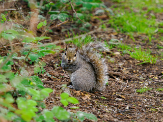 squirrel on the ground