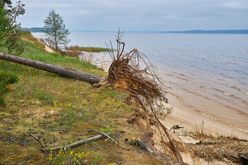 Coastal erosion with fallen tree on sandy lake shore.