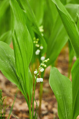 Fototapeta premium Lush Cluster of Lily of the Valley