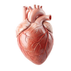 Realistic isolated image of a human heart on white background