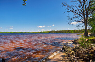 Trees by red-tinged lake under clear blue sky