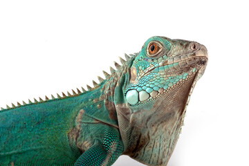 Blue iguana on white background