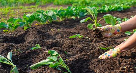 planting cabbage in the garden. Selective focus.