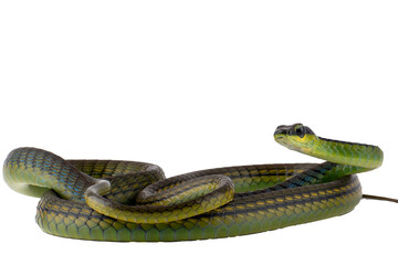 The beautiful bronzeback tree snake(Dendrelaphis formosus) on white background