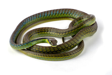 The beautiful bronzeback tree snake(Dendrelaphis formosus) on white background