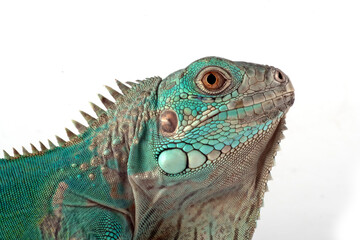 Fototapeta premium Blue iguana on white background