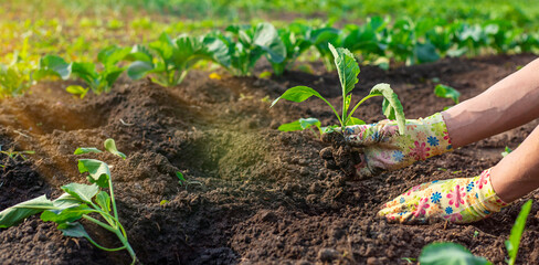 planting cabbage in the garden. Selective focus.