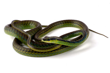 The beautiful bronzeback tree snake(Dendrelaphis formosus) on white background