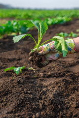 planting cabbage in the garden. Selective focus.