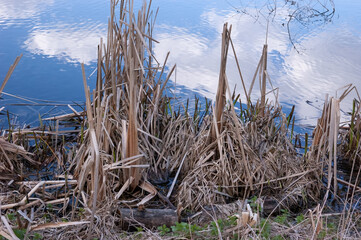 A lake shore with dry, cut stems of reeds. The water reflects blue sky with white clouds.
