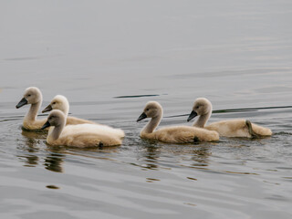 family of swans