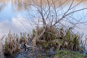 A muddy lakeshore with dry reed stems and fresh green shoots. A bush or small tree grows among the reeds. The water reflects blue sky with white clouds.