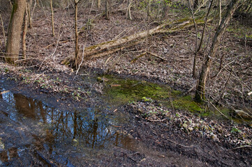 Very muddy dirt road in a spring forest. On the roadside, a puddle filled with green algae or pond scum.