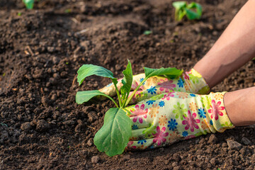 planting cabbage in the garden. Selective focus.