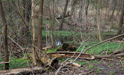 Spring forest with fresh green grass and early flowers. A stream flows through, old rotten logs lie around in the woods, not in the water.