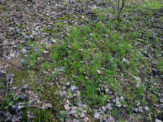 Fresh green grass sprouting among last year's fallen leaves, with patches of vibrant green moss.
