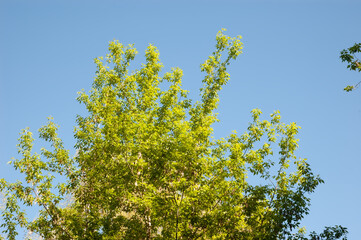 Tree branches with green leaves against bright blue summer sky.