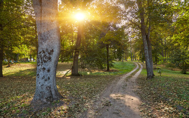 Sunlit Forest Path with Mature Trees