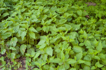 Lush, dense nettle bushes bathed in bright summer sunlight.