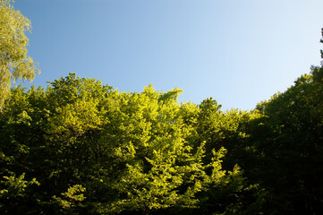 Tree branches with green leaves against bright blue summer sky.