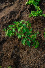 planting tomatoes in the garden. Selective focus.