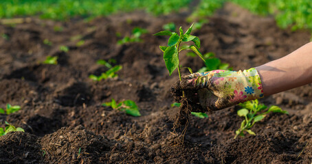planting peppers in the garden. Selective focus.