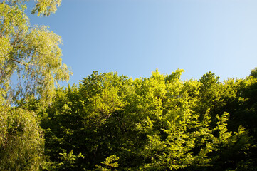 Tree branches with green leaves against bright blue summer sky.
